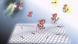 抗體與蛋白質(zhì)